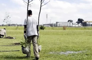 árboles barrio Loreto