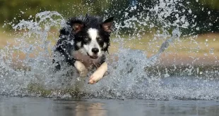proteger a las mascotas del calor