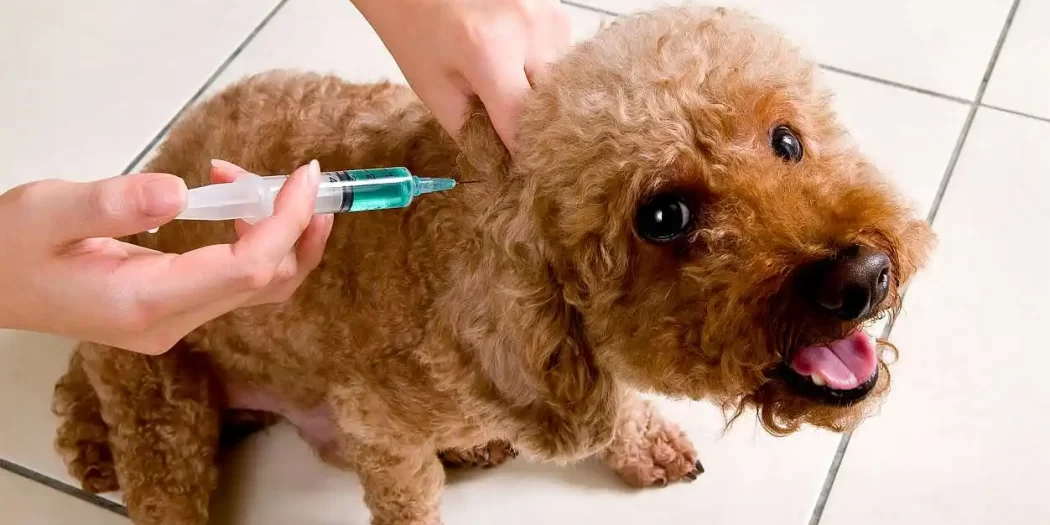 Campaña de Vacunación antirrábica