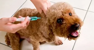 Campaña de Vacunación gratuita