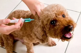 Campaña de Vacunación gratuita