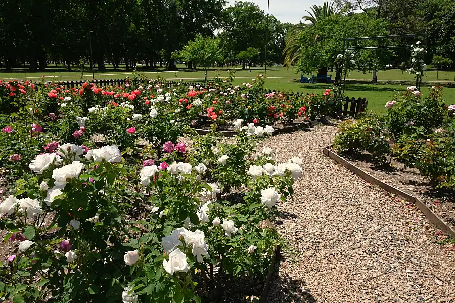 Luján apuesta al rosedal para embellecer espacios públicos 1 rosedal como herramienta de embellecimiento