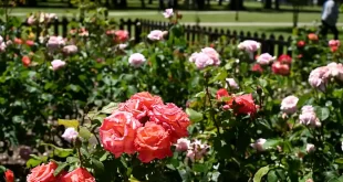 rosedal como herramienta de embellecimiento