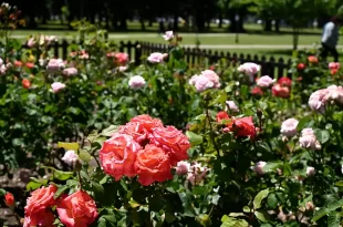 rosedal como herramienta de embellecimiento