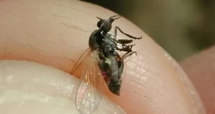 Alerta por invasión del barigüí