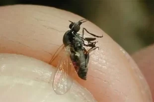 Alerta por invasión del barigüí