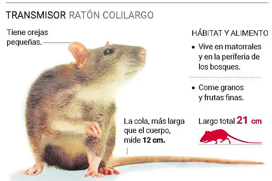 Suben los contagios por Hantavirus, crece la mortalidad y Salud pide intensificar la prevención 1 Suben los contagios por Hantavirus