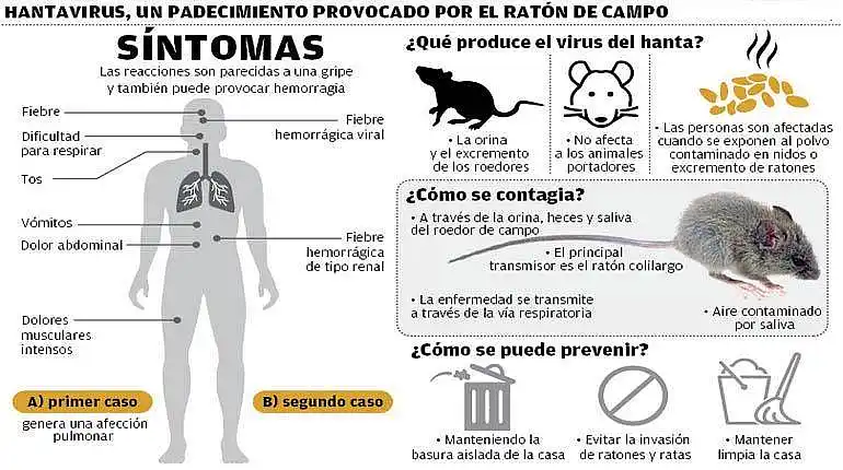 Suben los contagios por Hantavirus, crece la mortalidad y Salud pide intensificar la prevención 3 Suben los contagios por Hantavirus