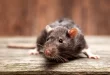 Suben los contagios por Hantavirus, crece la mortalidad y Salud pide intensificar la prevención 36 Suben los contagios por Hantavirus