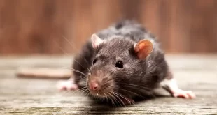 Suben los contagios por Hantavirus