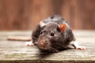 Suben los contagios por Hantavirus