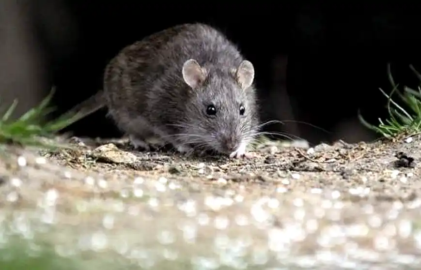 Suben los contagios por Hantavirus, crece la mortalidad y Salud pide intensificar la prevención 2 Suben los contagios por Hantavirus