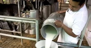 exportaciones del sector lácteo