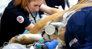 Histórica misión veterinaria en el ex Zoo Luján