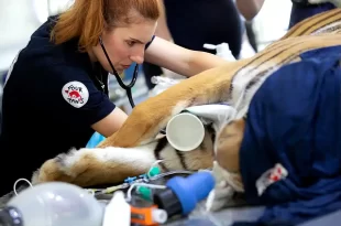 Histórica misión veterinaria en el ex Zoo Luján