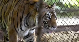 Histórica misión veterinaria en el ex Zoo Luján