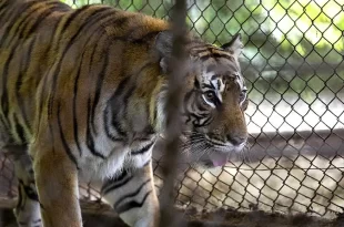 Histórica misión veterinaria en el ex Zoo Luján