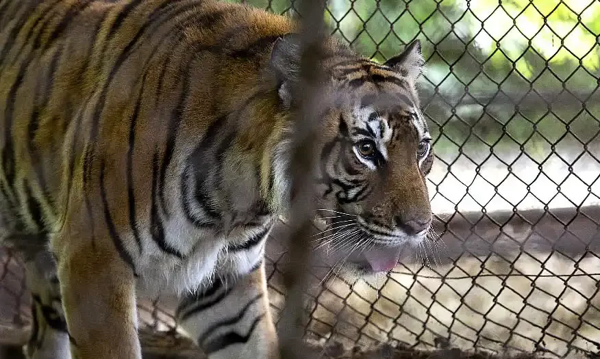 Histórica misión veterinaria en el ex Zoo Luján