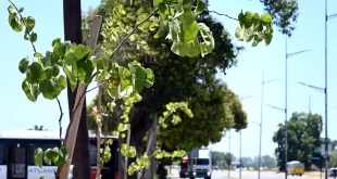 Plan de forestación estratégica