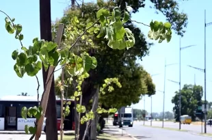 Plan de forestación estratégica