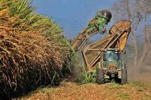 Por la sequía: peligra la soja y el maíz