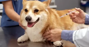 Vacunación Antirrábica en barrios y localidades