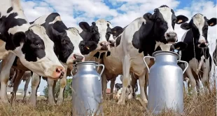 Producción de leche