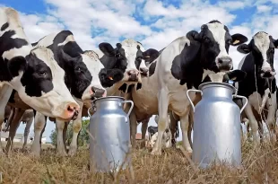 Producción de leche