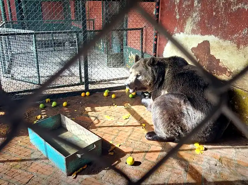 Ex Zoo de Luján: trasladan osos y tigresa a santuarios de Europa 1 Ex Zoo de Luján