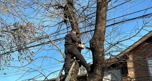 arbolado público no puede intervenirse