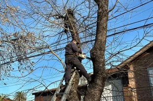 arbolado público no puede intervenirse
