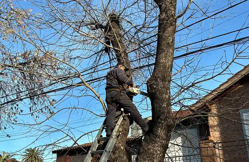 arbolado público no puede intervenirse