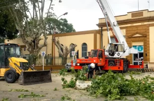 Retiran plátanos del ingreso al Hospital