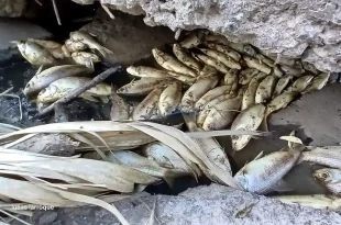 Rio Areco peces