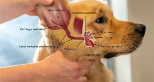 Otitis canina