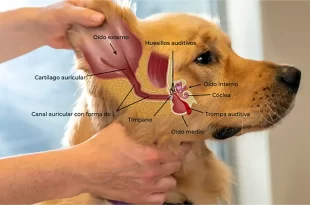 Otitis canina