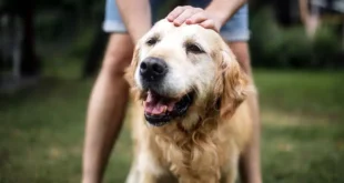 Perros adultos buscan un hogar