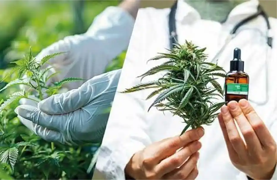 Cannabis terapéutico: la Provincia creó un consejo asesor 1 Cannabis terapéutico: la Provincia creó un consejo asesor