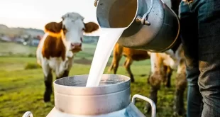 Exportaciones de leche baten récord