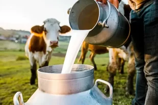 Exportaciones de leche baten récord