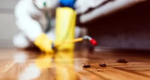 Infestación de pulgas y garrapatas