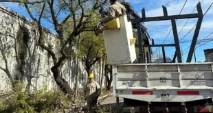 Gestión de residuos verdes