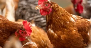 Avicultura argentina: el país fortalece su estatus sanitario