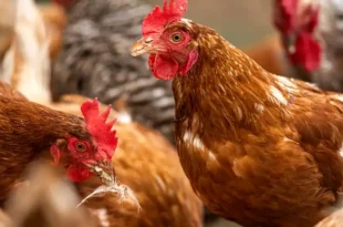 Avicultura argentina: el país fortalece su estatus sanitario