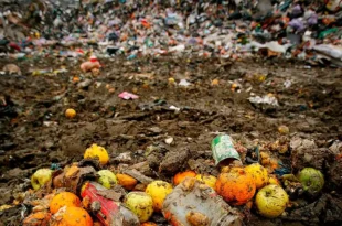 Desperdicio de alimentos