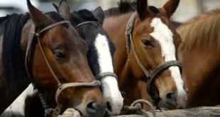 Nueva identificación equina