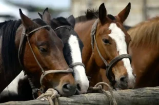 Nueva identificación equina