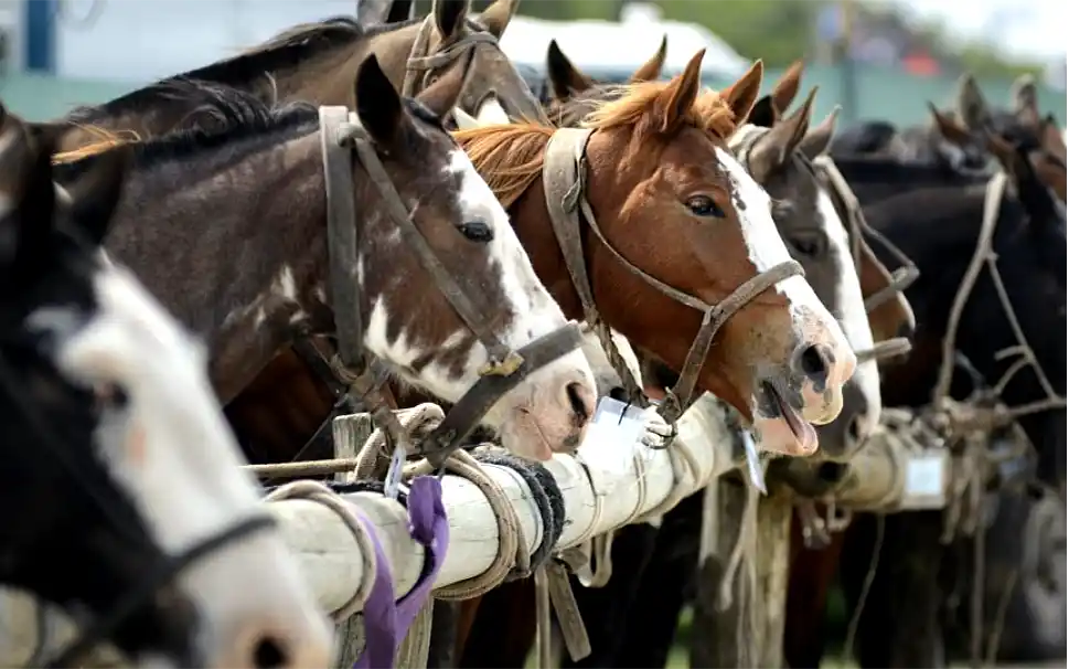 Nueva identificación equina: el microchip será obligatorio para los animales en movimiento 1 Nueva identificación equina