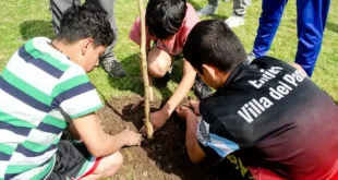 Árboles nativos para la Plaza