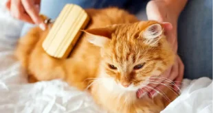 Gatos en primavera